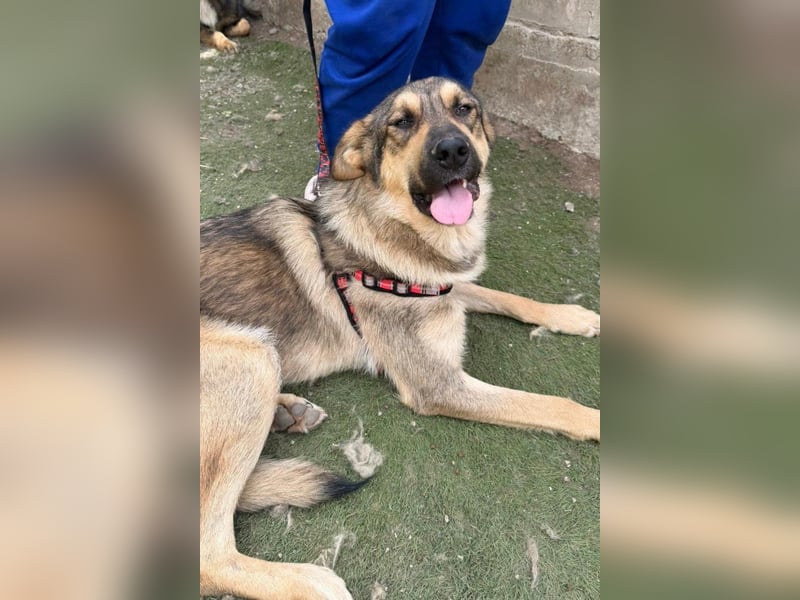 Mix-Rüde ♥Marco♥ ein Familienhund; ein Herz von Hund