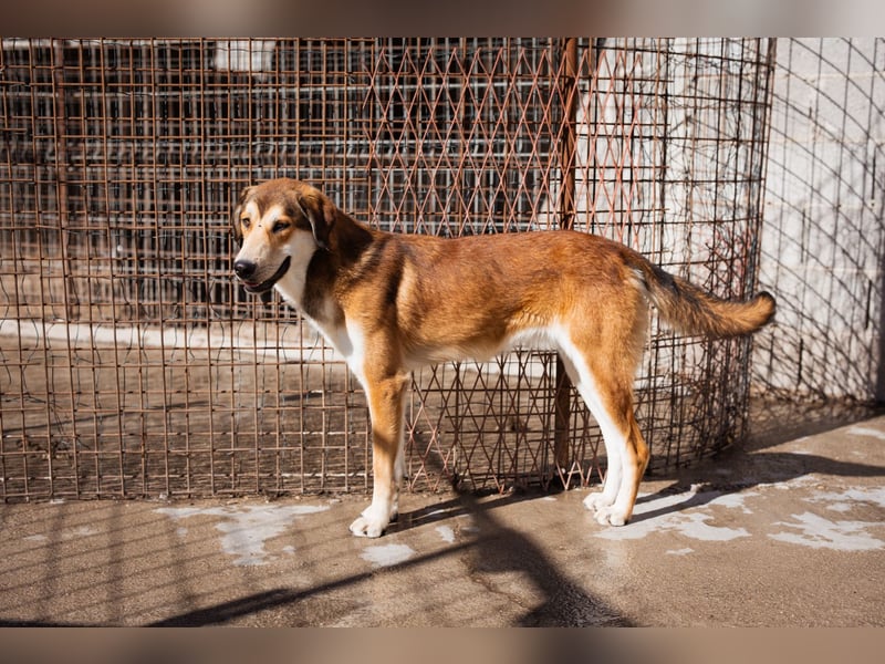 Luki ❤️ aufgeschlossener, lieber Junghund!