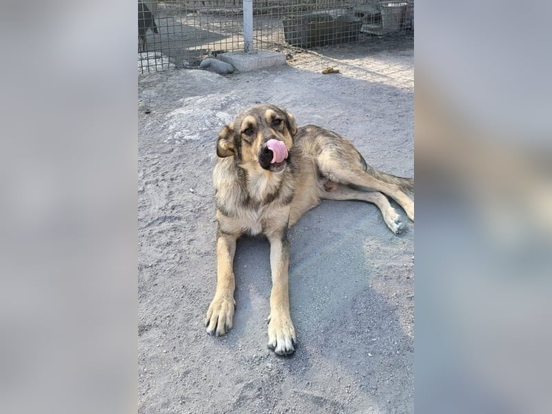 Mix-Rüde ♥Marco♥ ein Familienhund; ein Herz von Hund