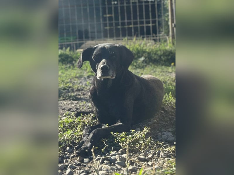 OldBoy ♥ Audi ♥ ein so lieber Schatz sucht sein verdientes Für-Immer-Körbchen