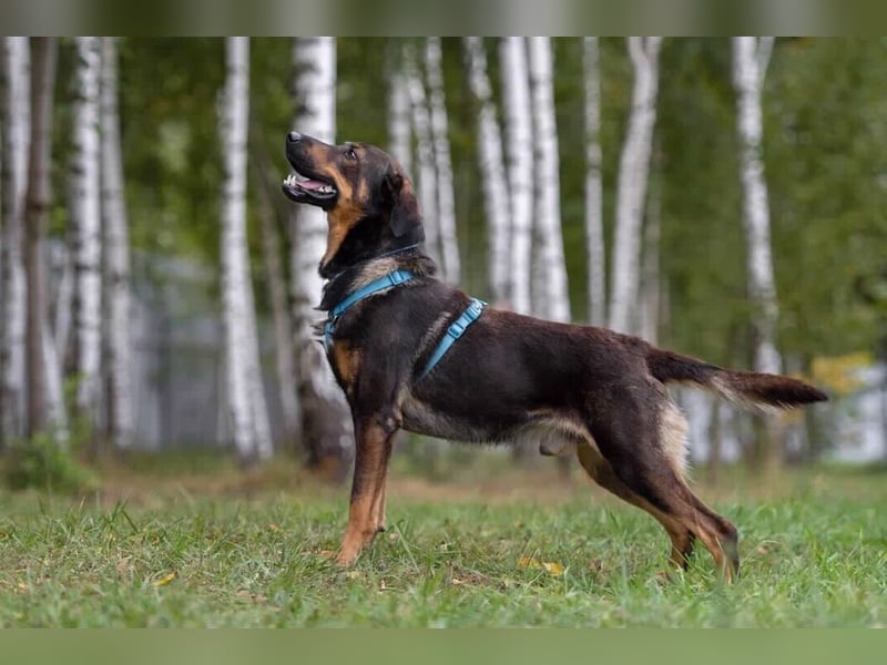 Ruhiger Miroscha sucht sein Zuhause