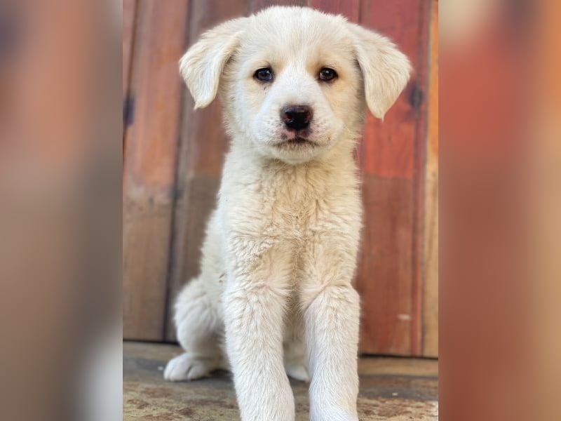 Nacho, geb. ca. 03/2026 , lebt in GRIECHENLAND, auf einer privaten Pflegestelle