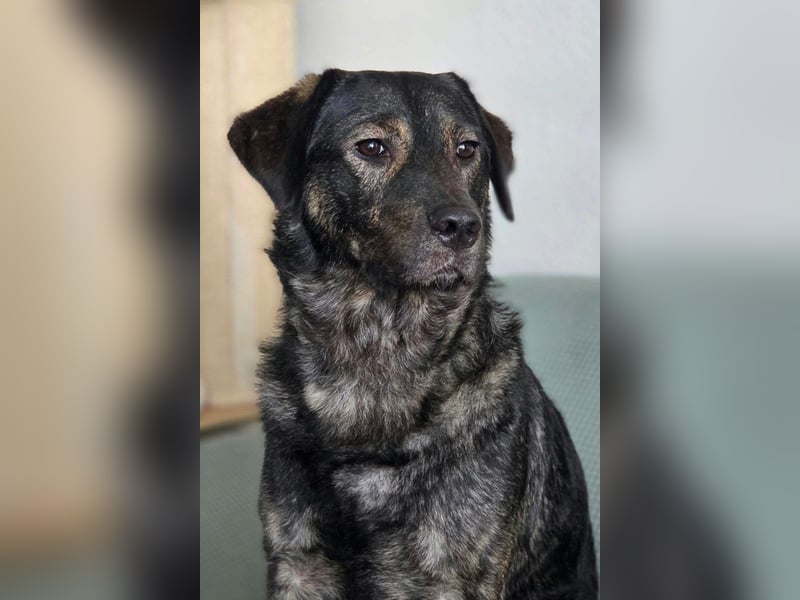 SHADOW❤️sozialer Gute-Laune-Hund wartet auf Dich in 50169 Kerpen