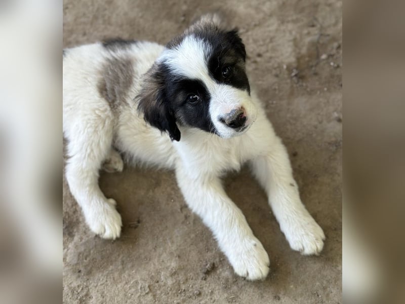 Lando, geb. ca. 02/2025, lebt in GRIECHENLAND, auf einer privaten Pflegestelle