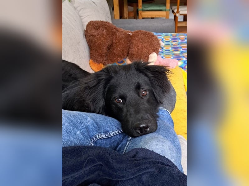 JUNAK❤️bezaubernder Wuschelkopf wartet schon in 71563 Affalterbach