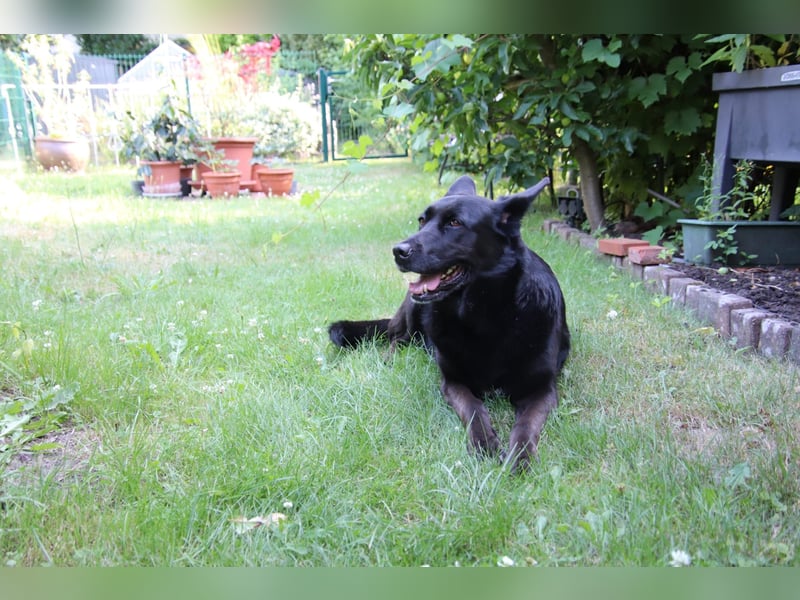 Hündin Elsa sucht ein Zuhause