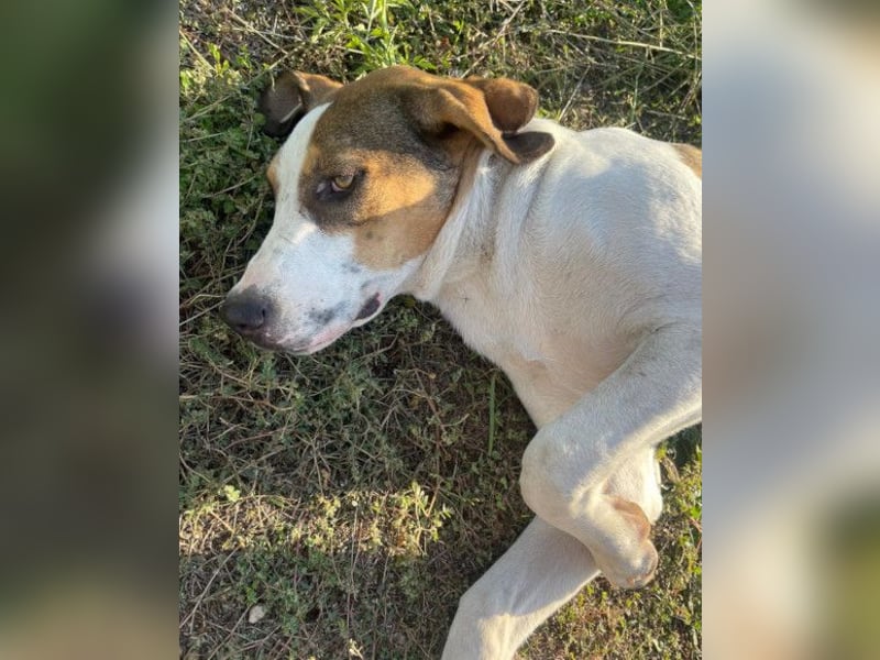 Nala ❤️ aktive, so verschmuste HSH-Mix Hündin