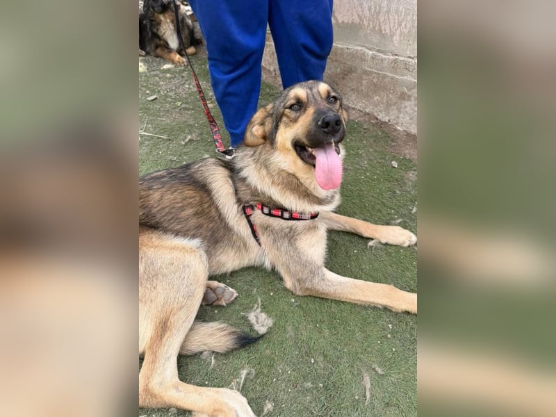 Mix-Rüde ♥Marco♥ ein Familienhund; ein Herz von Hund