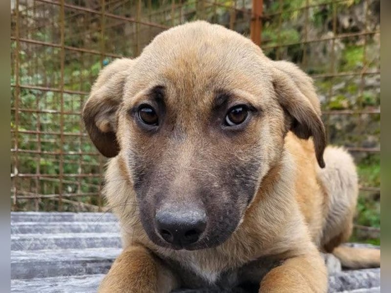 SCHLAUBI❤️smarter, kluger und entzückender Fellnasen-Fratz!