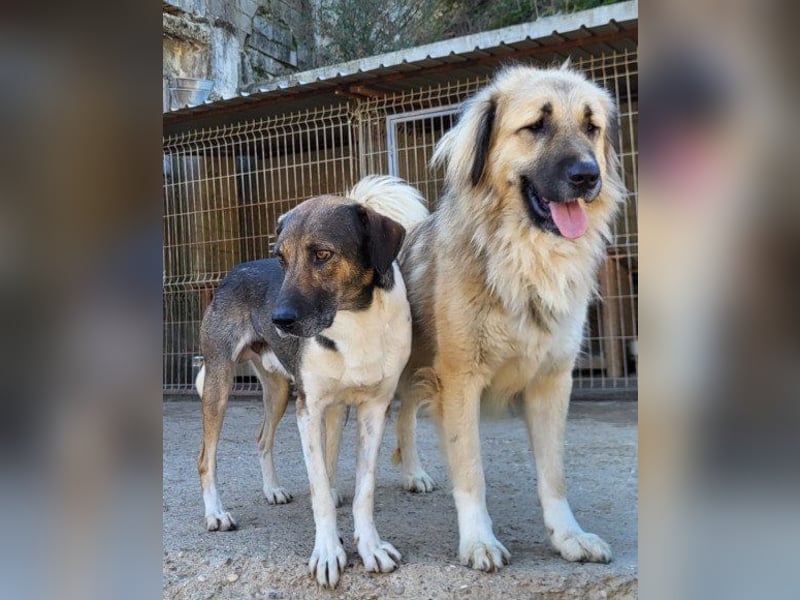 ROBI❤️zauberhafter, lieber Hundejunge, zurückhaltend und sozial