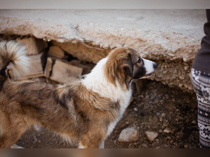 Energiebündel Jonesy - sucht Liebe und Halt Energiebündel Jonesy - sucht Liebe und Halt