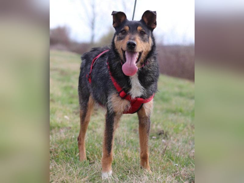 Schatz Teri: sehr freundlicher Gefährte