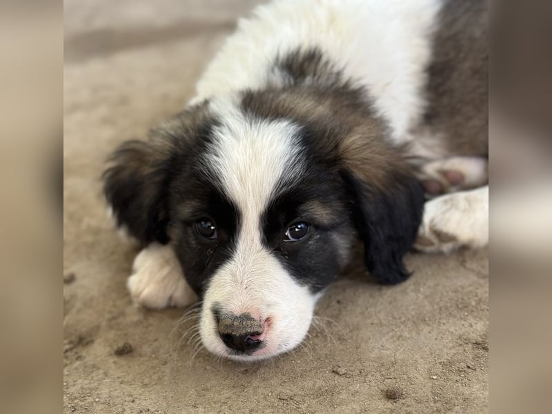 Lando, geb. ca. 02/2025, lebt in GRIECHENLAND, auf einer privaten Pflegestelle