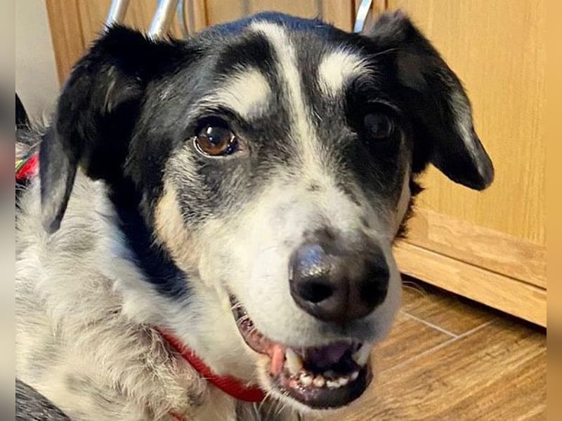 Liebster OldBoy ♥Rocky♥ wartet in 21640 Bliedersdorf auf sein so verdientes Lebensglück