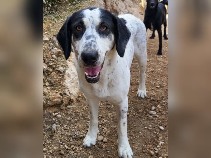 Ananda ❤️ liebe, treue Fellfreundin fürs Leben