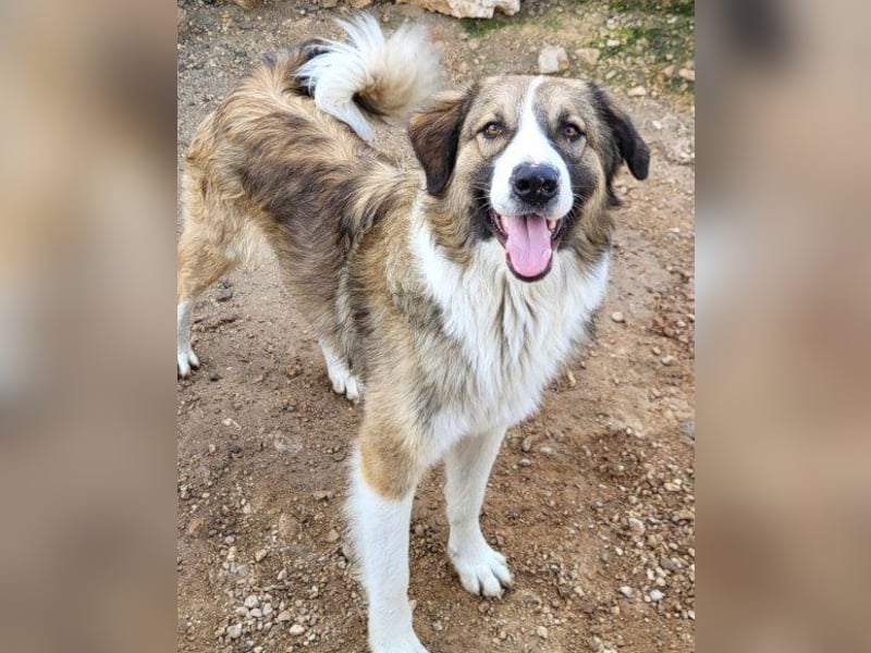 Energiebündel Jonesy - sucht Liebe und Halt