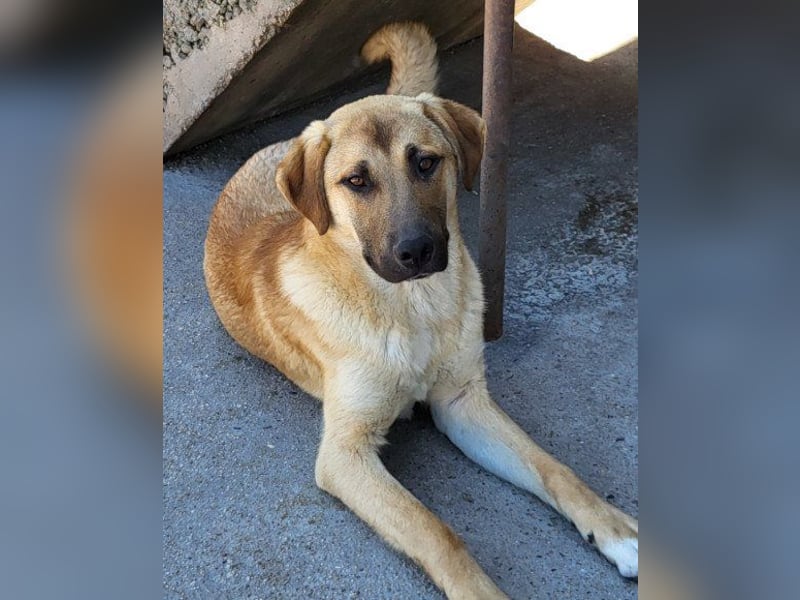 SCHLAUBI❤️smarter, kluger und entzückender Fellnasen-Fratz!