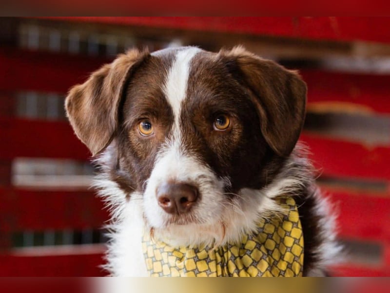 ♥ Šarenko ♥ toller, verschmuster 3-Beiner