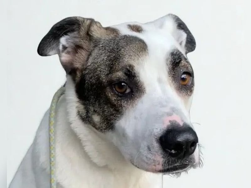 Dobri ❤️ sensibler, sanfter Hund!