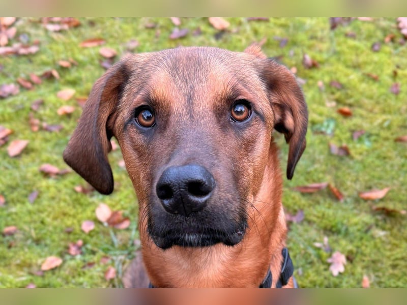 charmanter LASKO❤️in 22559 Hamburg, dringend Für-Immer-Zuhause gesucht