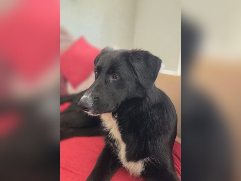 Sienna - fröhlicher Schäfi-Mix, wartet bereits in 45289 Essen