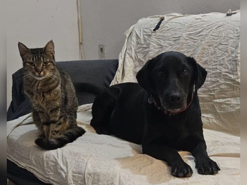 MAYA❤️sanfte, kluge & katzenverträgliche schwarze Schönheit