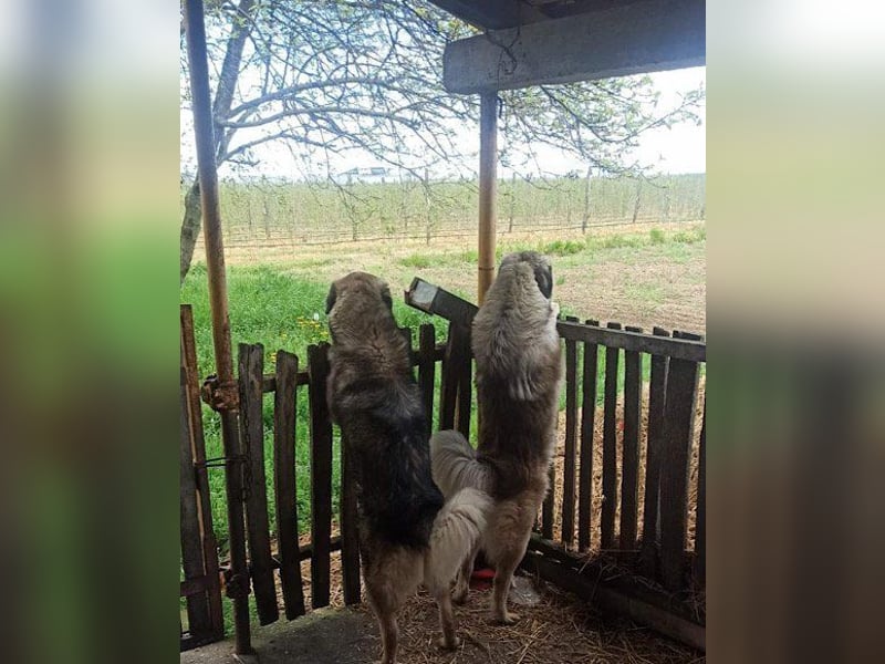 Schenkst du Buster ein tolles Zuhause?