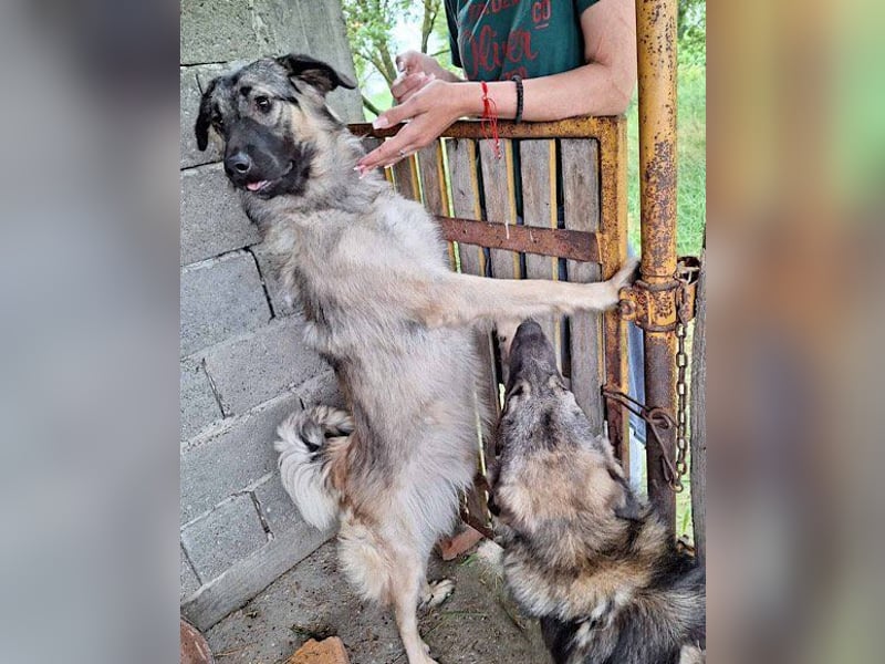 Schenkst du Buster ein tolles Zuhause?