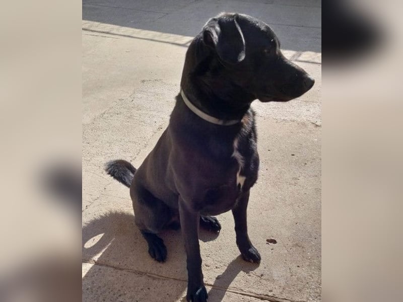 SCOOBY❤️lebensfroher, aktiver Lausbub und sehr menschenbezogen