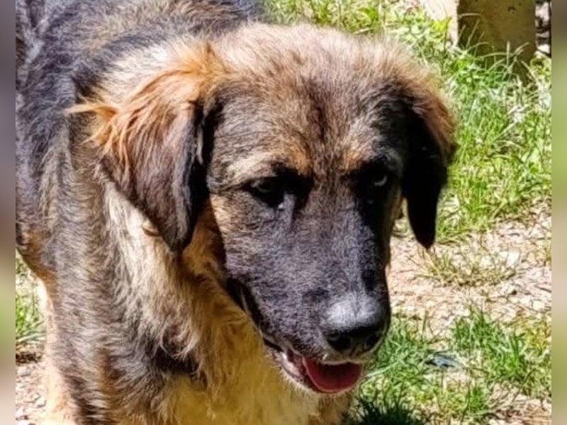 Mix-Bub Manato - ein toller Jungrüde; lieb, sozial, freundlich