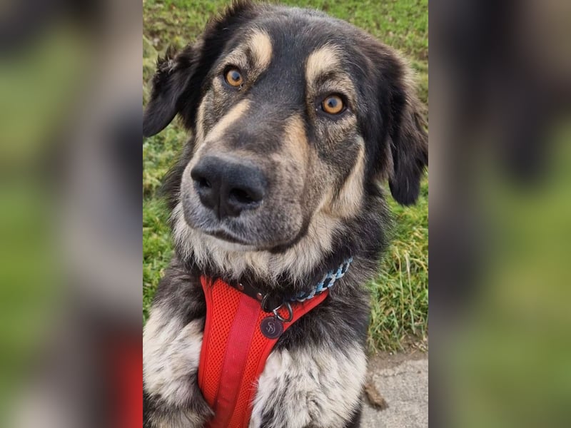 Aramis ❤️ wartet in 31812 Bad Pyrmont