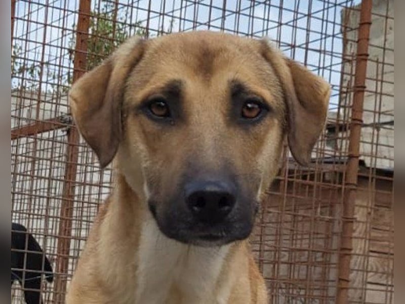 SCHLAUBI❤️smarter, kluger und entzückender Fellnasen-Fratz!