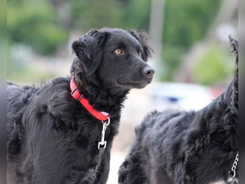 Noa ❤️ freundlich + super aufgeschlossen + katzenverträgl.!