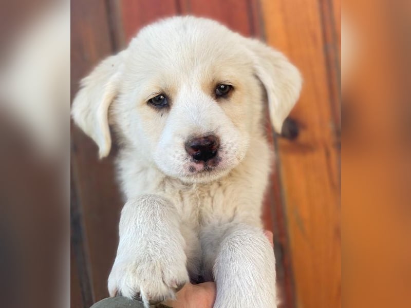 Nacho, geb. ca. 03/2026 , lebt in GRIECHENLAND, auf einer privaten Pflegestelle