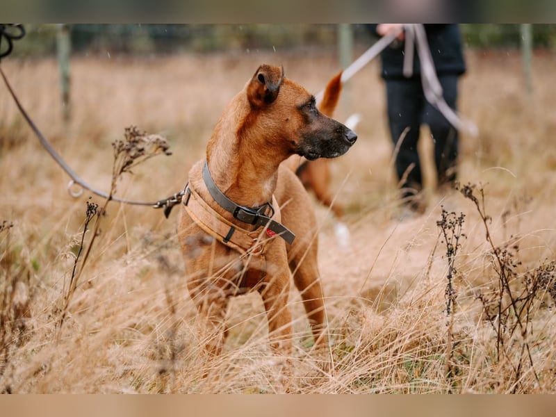 Rüde Moritz sucht aktives Zuhause