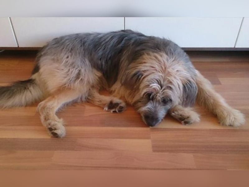  Liones sucht aktive, erfahrene Hundeeltern