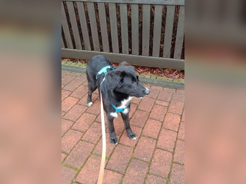 Sienna - fröhlicher Schäfi-Mix, wartet bereits in 45289 Essen