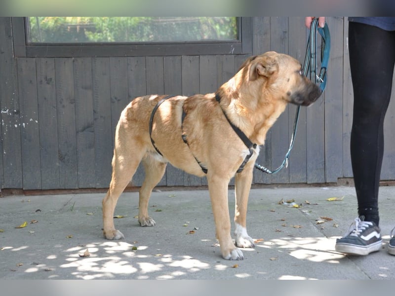 Jungrüde Mephisto - aktiv-schmusig = Familienhund