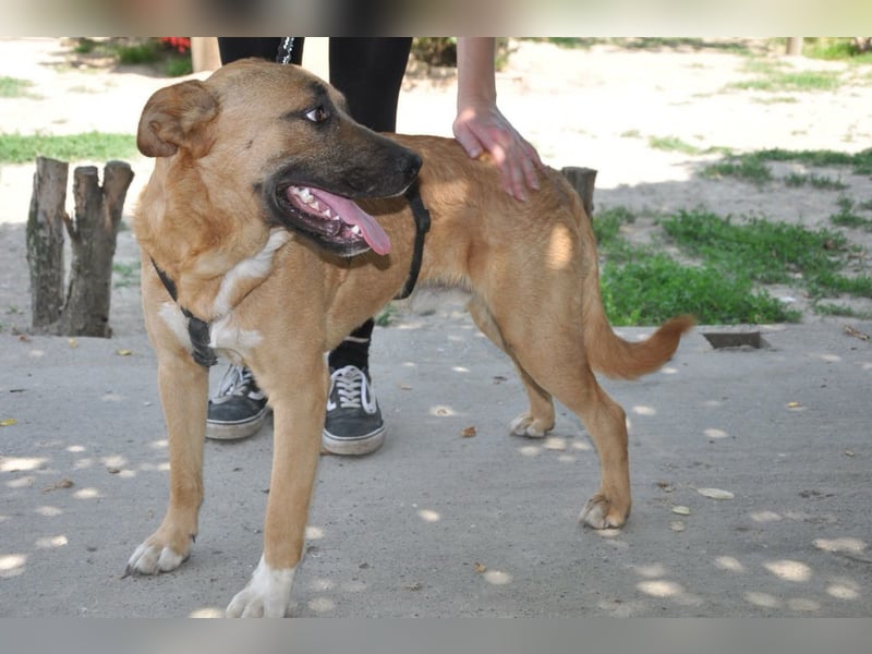 Jungrüde Mephisto - aktiv-schmusig = Familienhund