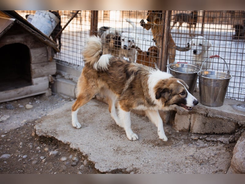 Energiebündel Jonesy - sucht Liebe und Halt Energiebündel Jonesy - sucht Liebe und Halt
