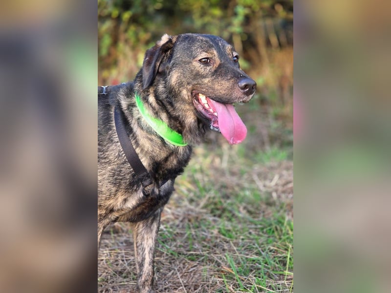 SHADOW❤️sozialer Gute-Laune-Hund wartet auf Dich in 50169 Kerpen