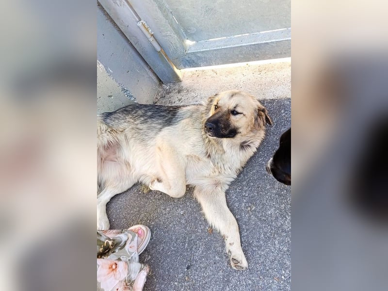 Liebste ♥ Lina ♥ so freundliche Hündin sucht Wärme und Treue