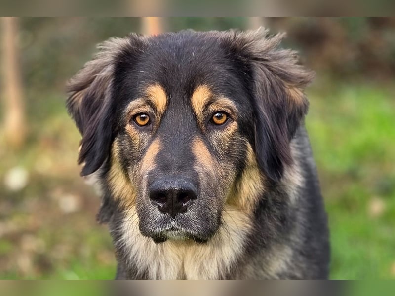 Aramis ❤️ wartet in 50169 Kerpen auf dich