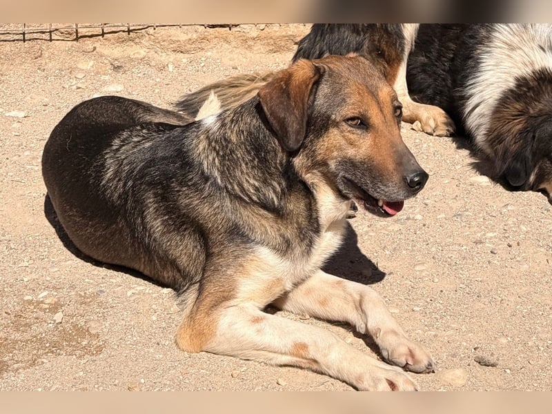 ROBI❤️zauberhafter, lieber Hundejunge - zurückhaltend und sozial