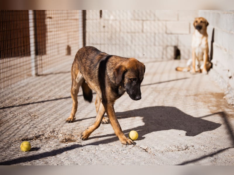 Kleiner, feiner Pico ❤️ sucht Schutz & Liebe Kleiner, feiner Pico ❤️ sucht Schutz & Liebe