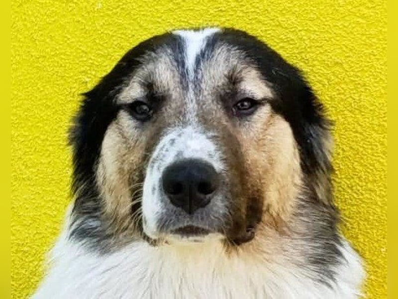 Liebster ♥ Lenni ♥ großer freundlicher sozialer Schmuse-Bub