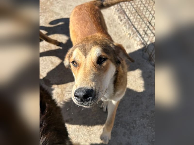 Luki ❤️ aufgeschlossener, lieber Junghund!