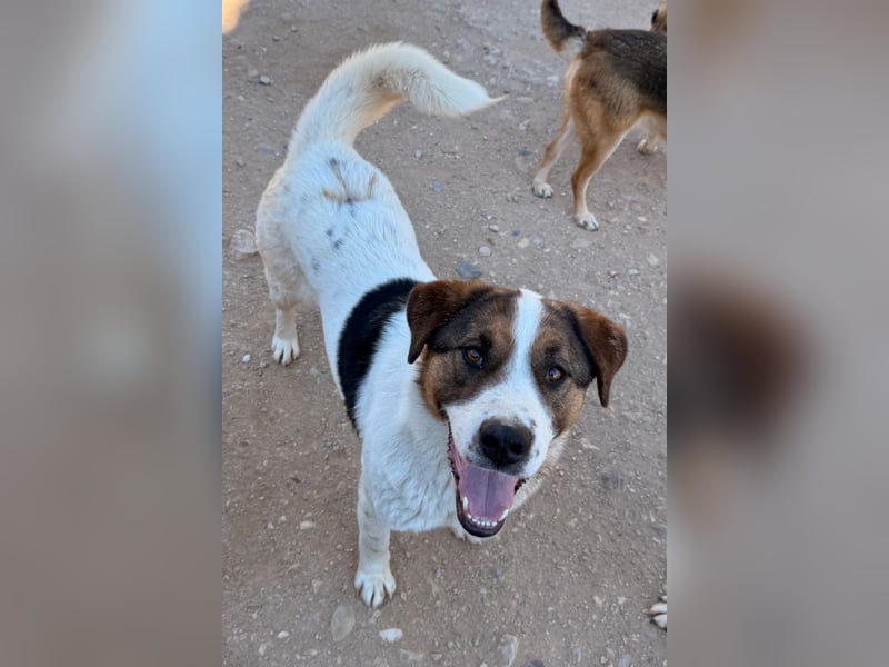 Maxima ❤️ verspielt, aktiv, verschmust - sucht ihr Für-Immer-Zuhause!