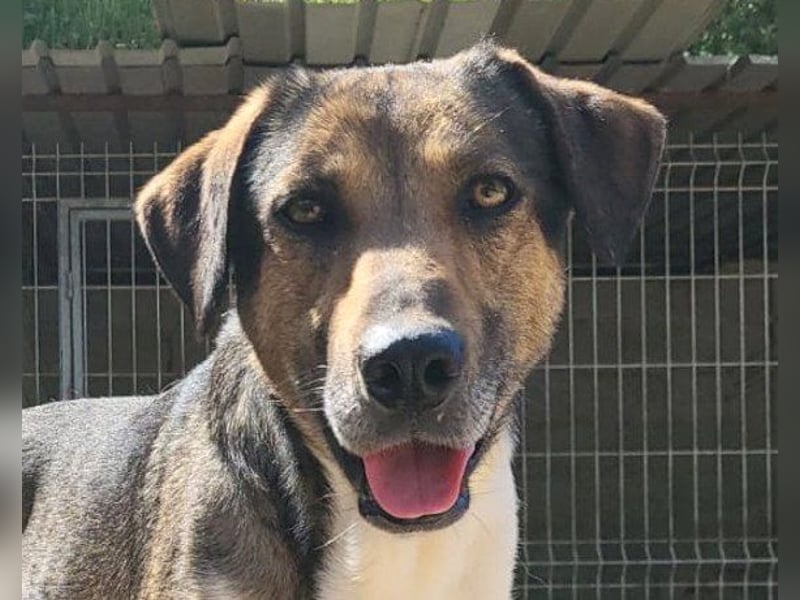 ROBI❤️zauberhafter, lieber Hundejunge, zurückhaltend und sozial