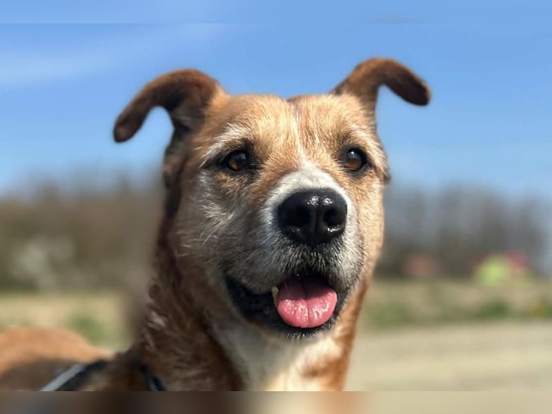 Floki ❤️ freundlicher & so menschenbezogener Familienhund